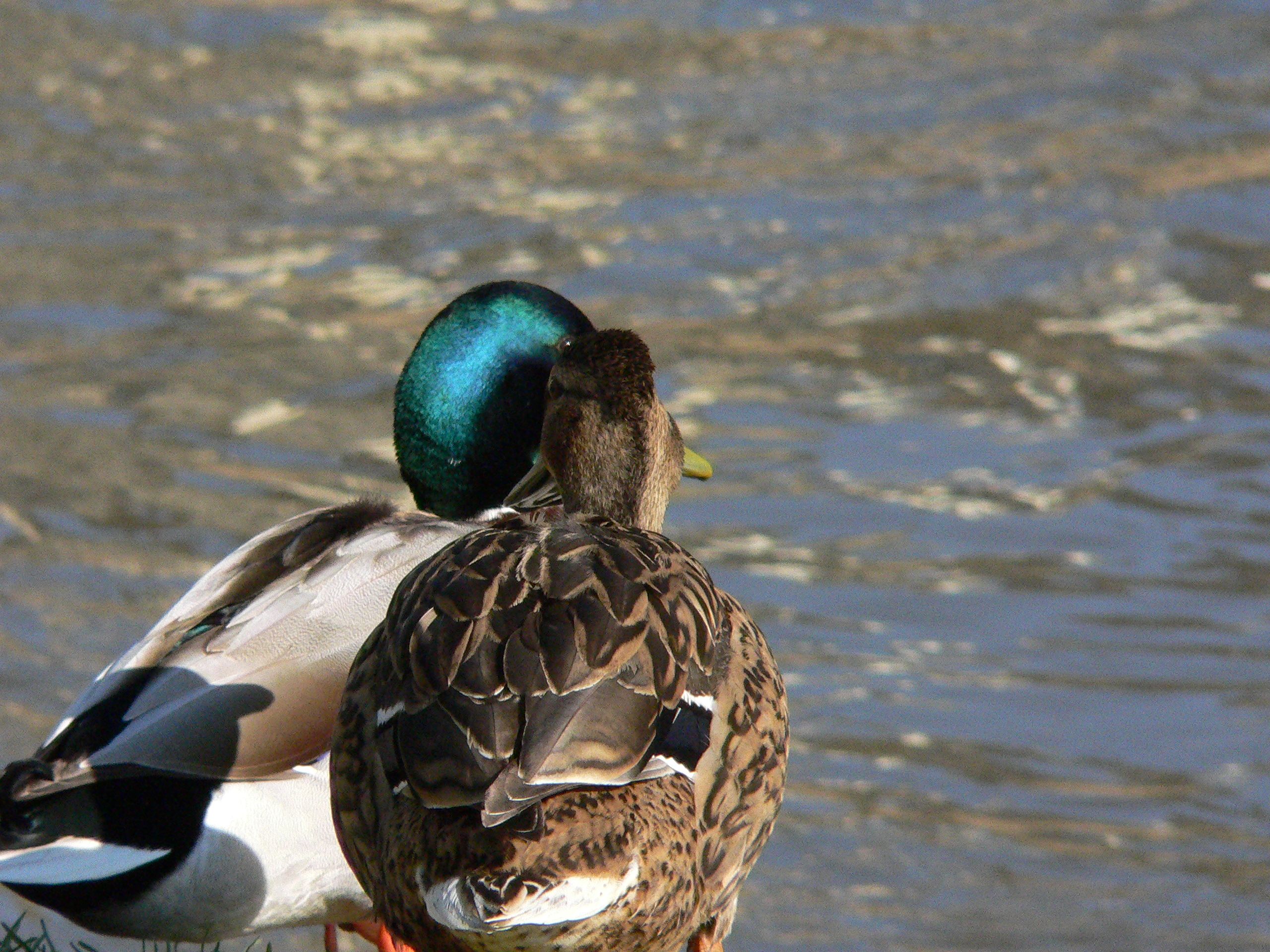 Pensive duck couple on the banks of the Vézère in Le Bugue