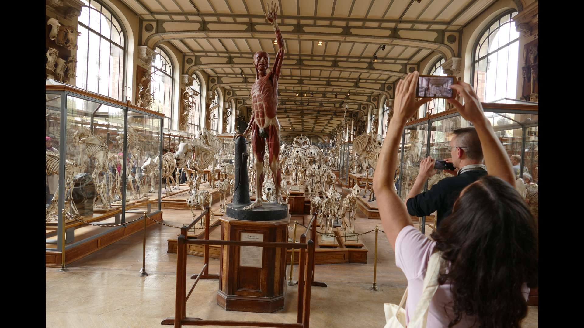 The écorché sculpted in 1758 by Jean-Pancrace Chastel, originally intended for the students at the École des Beaux-Arts in Aix-en-Provence, came as a late addition in the entrance hall of the Gallery of Comparative Anatomy at the National Museum of Natural History in Paris. Photo copyright: Sophie Cattoire